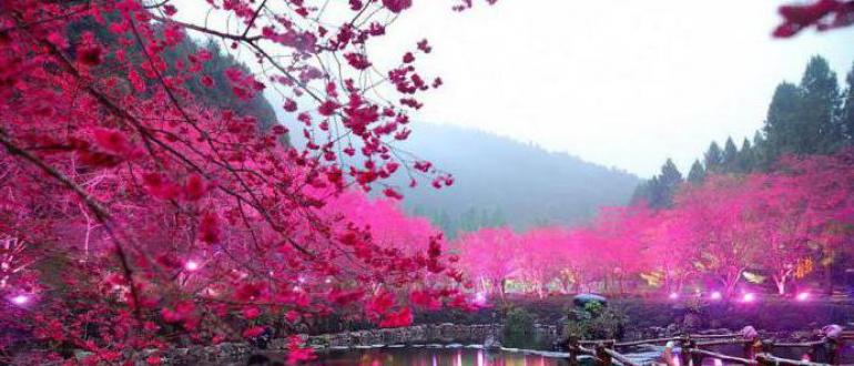 Праздник цветения сакуры в Японии — О-Ханами