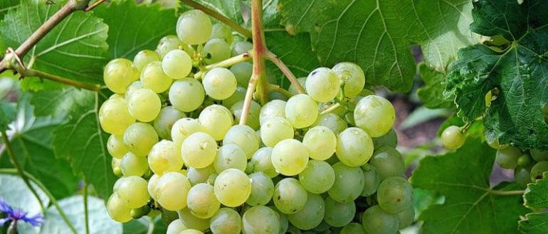 Сорта винограда по алфавиту от А до Я: названия сортов с фото и описанием