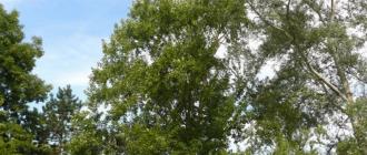 Тополь черный: лечебные свойства и применение осокоря в народной медицине Тополь листья