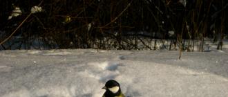 Flocks of migratory birds in autumn