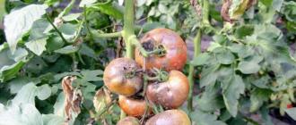 Processing tomatoes from phytophthora with folk remedies