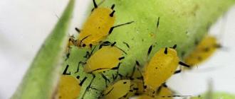 Pests of cucumbers: reasons for the appearance, ways of dealing with them Caterpillars appeared on the leaves of cucumbers