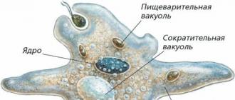 The appearance of a common amoeba